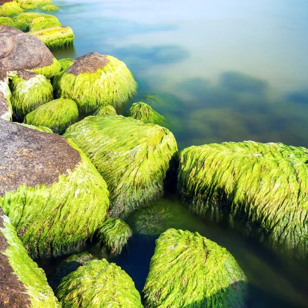 Pedras marinhas musgosas — Fotografia de Stock