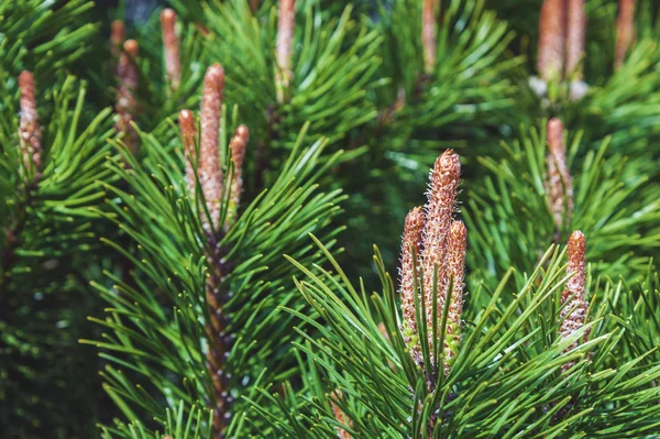 Green pine tree background with fresh buds at spring — Stock Photo, Image