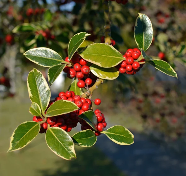 クリスマス ヒイラギの木クローズ アップ果実や緑の斑入りリー — ストック写真