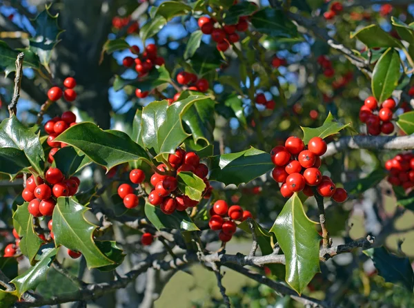 Χριστουγεννιάτικο δέντρο Holly κόκκινα μούρα και πράσινα φύλλα φόντο σε — Φωτογραφία Αρχείου