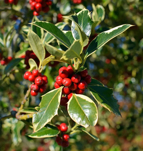 Árvore de Natal Holly Closeup de bagas e Lea Variegated Verde — Fotografia de Stock