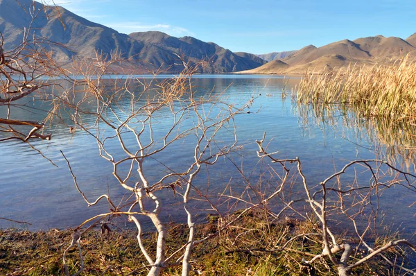 Lake Benmore, Willows & Raupo, Otago, New Zealand — Stock Photo, Image