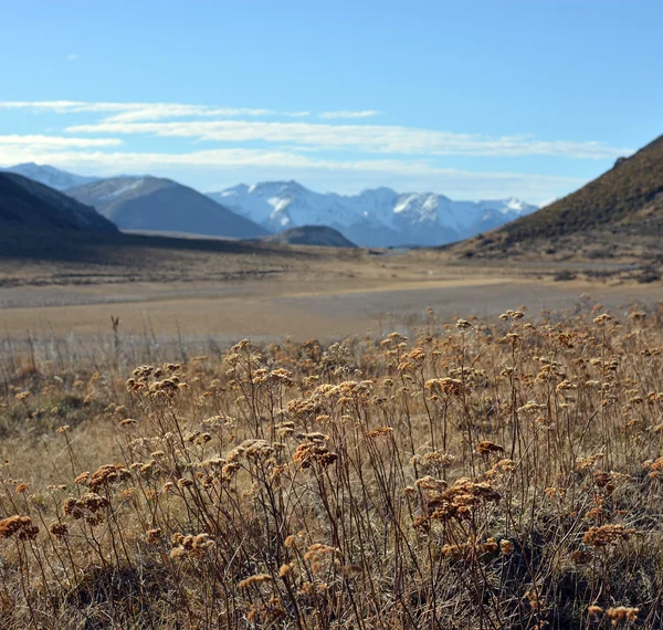 Baldıran otu bitkileri Yeni Zelanda Alps ilkbaharda Southen.. — Stok fotoğraf
