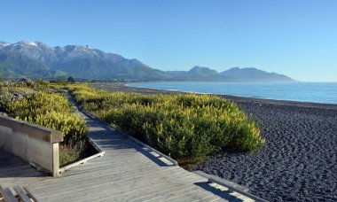 Kaikoura Boardwalk, Dağlar, Plaj ve Bahar Lupins Panoraması Sabahın erken saatlerinde.