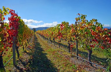 Pinot Noir Vineyard, Marlborough, Yeni Zelanda 'da sonbahar yaprağı renkleri