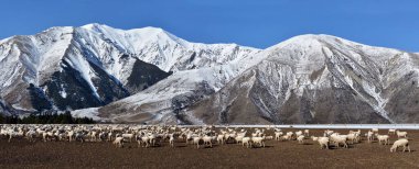 Çiftçilik - Yeni Zelanda 'daki Castle Hill' de koyun otlatırken panoramik fotoğraf
