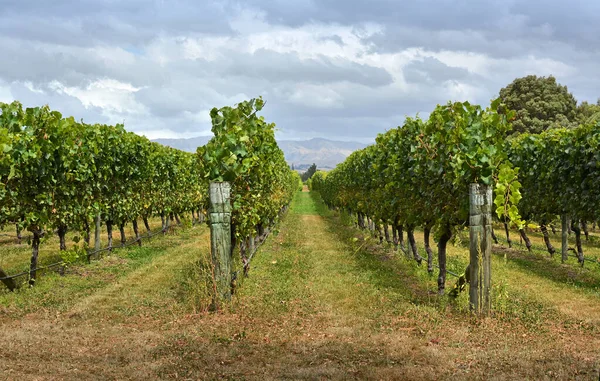 ニュージーランドの秋にMarlboroughでブドウのワイン — ストック写真