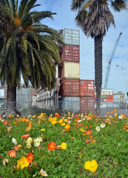 Spring Flowers in Deserted Christchurch City CBD — Stock Photo, Image