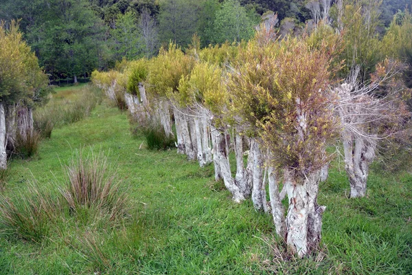 Plantação de árvores de chá em Karamea, Nova Zelândia . — Fotografia de Stock