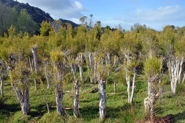 Çay ağacı ekimi, Karamea, Yeni Zelanda.