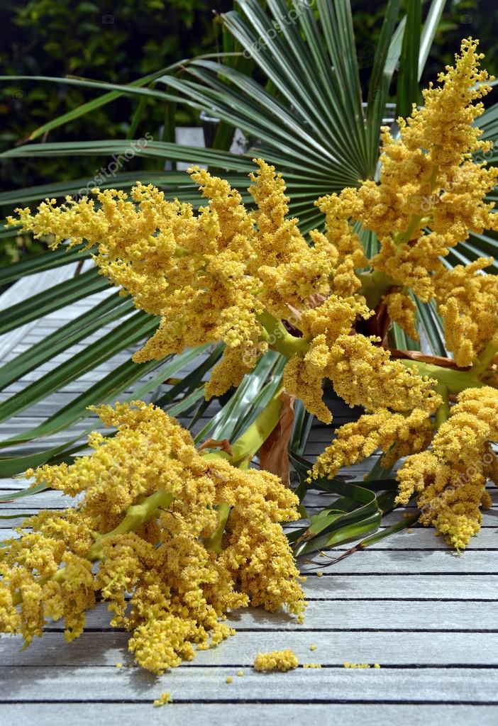 palm tree flowers uk
