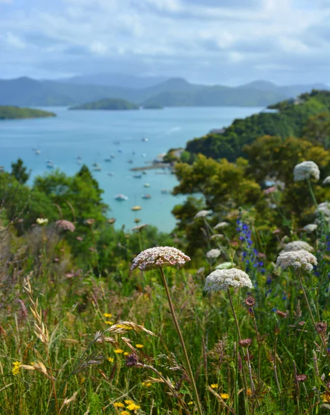 Flores selvagens em The Marlborough Sounds, Nova Zelândia . — Fotografia de Stock