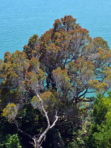 Albero gigante di Pohutukawa a Liger Bay Nuova Zelanda — Foto Stock