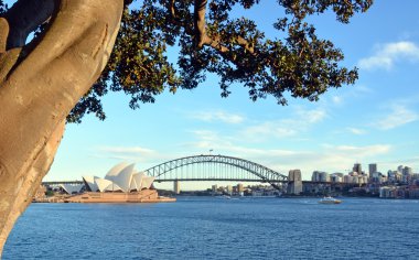 Sydney Opera Binası, köprü ve Moreton Bay incir görünümü
