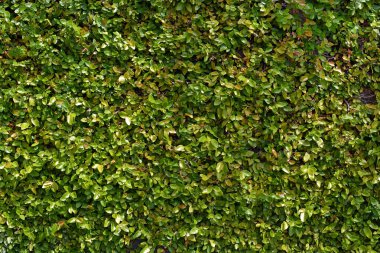 Duvar arka plan yeşil bitki kaplı