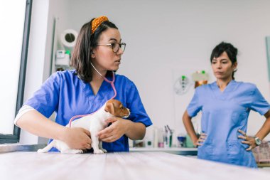 Klinikte inceleme için bir köpekle veterinerlik.