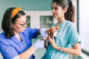 Klinikte inceleme için bir köpekle veterinerlik.
