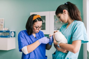Klinikte inceleme için bir köpekle veterinerlik.