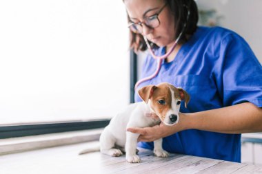 Veteriner Jack Russell Terrier köpeği dinliyor.