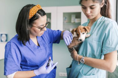 Klinikte inceleme için bir köpekle veterinerlik.