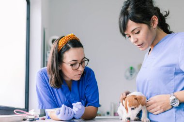 Klinikte inceleme için bir köpekle veterinerlik.