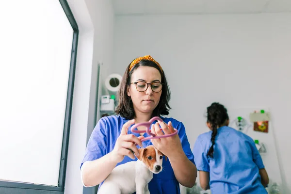 Veterinaria escuchando a un gato russell terrier cachorro —  Fotos de Stock