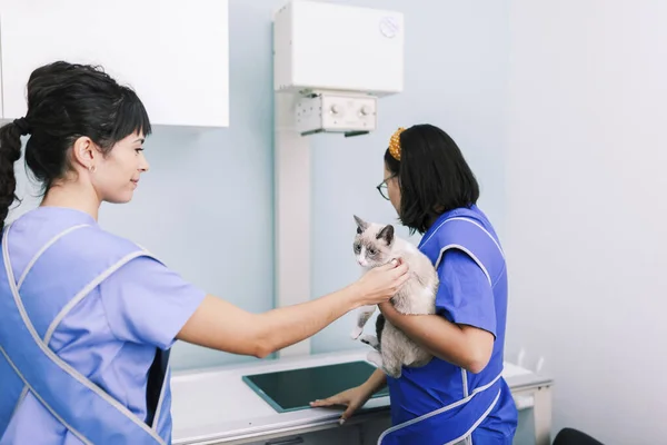 Dierenartsen met een kat in de röntgenkamer — Stockfoto