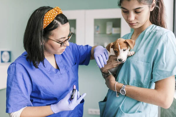 Veterinair met een hond voor een review in de kliniek — Stockfoto