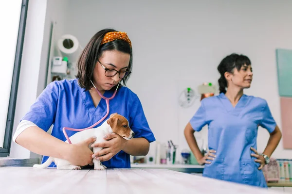 Állatorvos hallgat egy Jack Russell terrier kiskutya — Stock Fotó