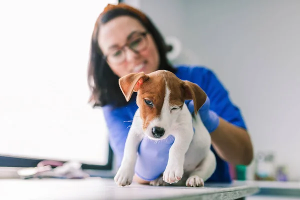 Veterinario con un perro para una revisión en la clínica — Foto de Stock