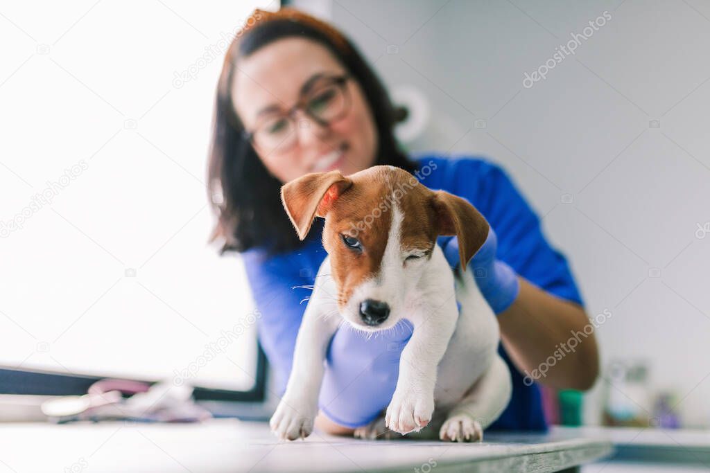 Veterinary with a dog for a review in the clinic