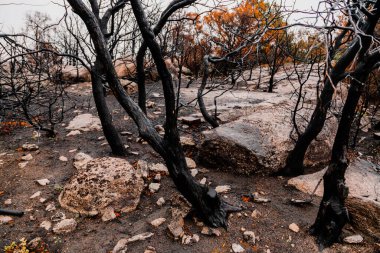 Orman yangınından sonra yanan ağaçlar.