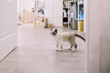 Veteriner kliniğinde yürüyen yavru kedi.