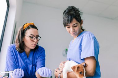 Klinikte inceleme için bir köpekle veterinerlik.