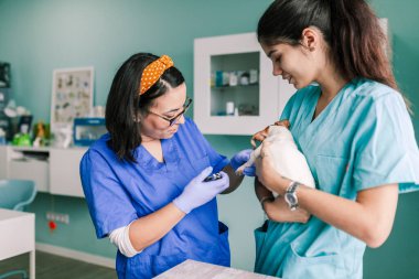 Klinikte inceleme için bir köpekle veterinerlik.