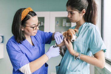 Klinikte inceleme için bir köpekle veterinerlik.