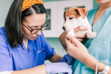 Klinikte inceleme için bir köpekle veterinerlik.