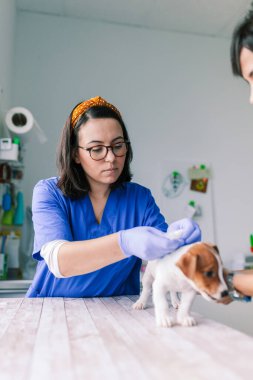 Klinikte inceleme için bir köpekle veterinerlik.