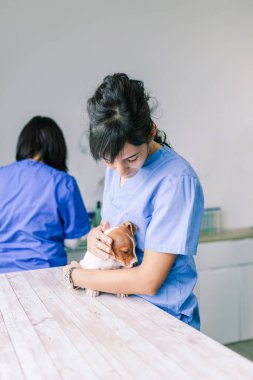 Klinikte inceleme için bir köpekle veterinerlik.