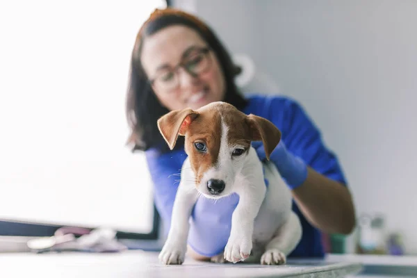 Veterinary with a dog for a review in the clinic — Stock Photo, Image