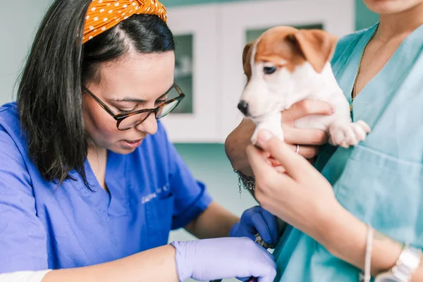 Klinikte inceleme için bir köpekle veterinerlik.