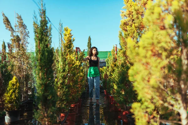Жінка Садівник Перевіряє Кипарисові Дерева Розпліднику Рослин — стокове фото