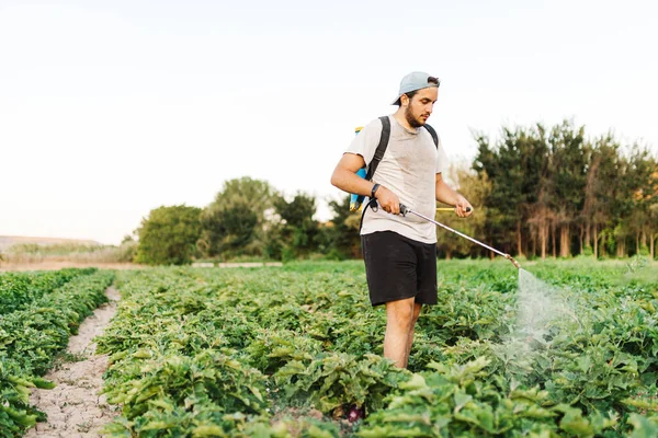 Homem Pulverizando Legumes Cultura — Fotografia de Stock