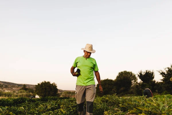 수확할 가지나 리진을 재배하고 수확하는 — 스톡 사진