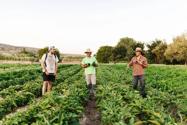 Grupo Produtores Que Trabalham Colhem Berinjelas Pretas Frescas Berinjelas Seu — Fotografia de Stock