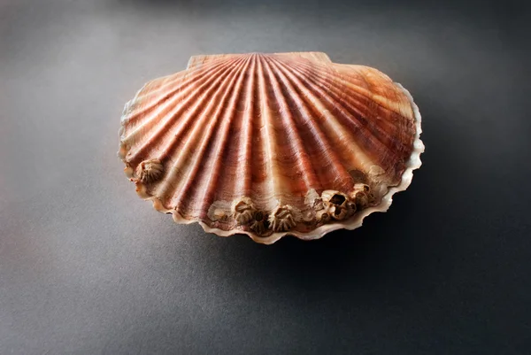 Scallopus. — Stockfoto