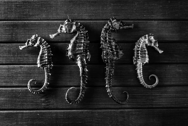 Seahorses. — Stock Photo, Image