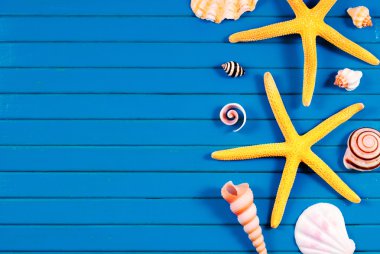 Deniz yıldızları ve deniz şeyler.