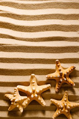 Dört deniz yıldız.