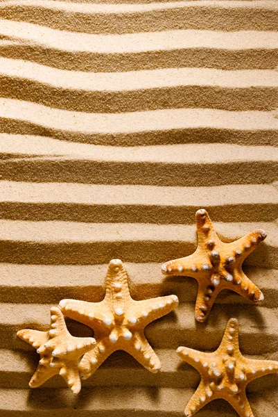 Quatro estrelas do mar . — Fotografia de Stock